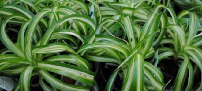 Популярные цветы для дома: топ-10 с фото